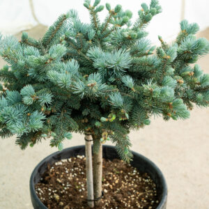 Ель колючая голубая «Глаука Глобоза Нана»