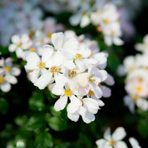 Роза «Sternenhimmel»