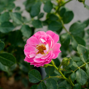 Роза “Charmant”