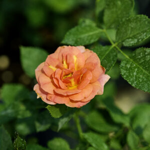 Роза «Mandarin»