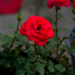 Роза Zwergenfee 09