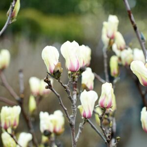 Магнолия «Джени»