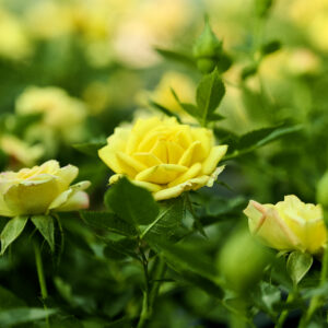 Роза «Little Sunset»