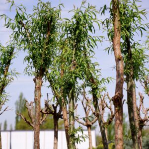 Шелковица платанолистная