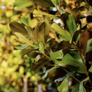 Магнолия крупноцветковая