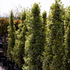 Бересклет японский «Браво»