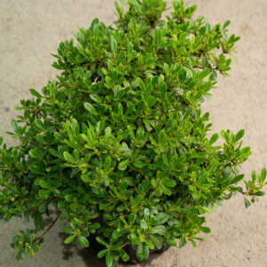 Питтоспорум Тобира «Нана»