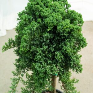 Можжевельник обыкновенный на штамбе