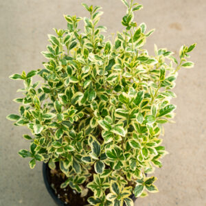 Бересклет японский «Браво» шаровидной формы