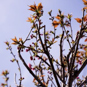 Вишня Канзан «Сакура»