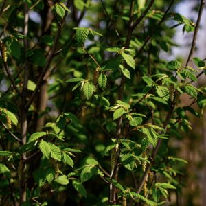 Граб обыкновенный