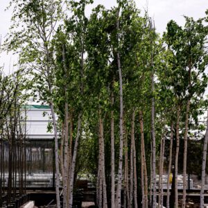 Берёза повислая