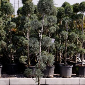 Кипарис аризонский «Пон-Пон»