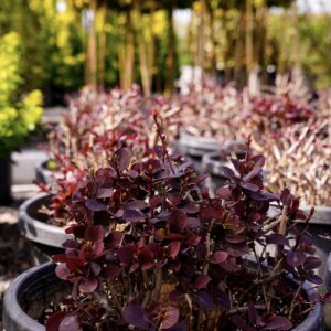 Пираканта ярко-красная