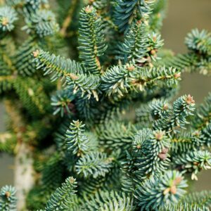 Пихта испанская