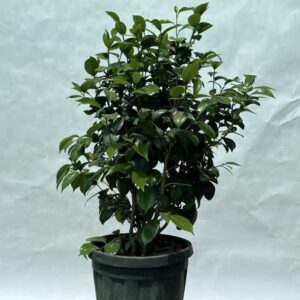 Камелия японская