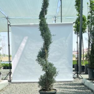 Кипарис аризонский «Спираль»