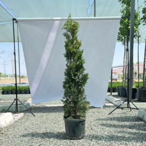 Кипарис Лейланди «Голдрайдер»