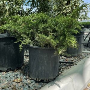 Можжевельник средний «Олдголд»