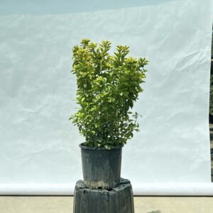 Бересклет японский «Aurea»