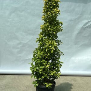 Бересклет японский золотистый