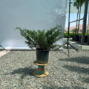 Можжевельник казацкий