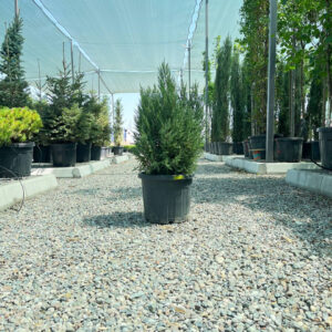 Можжевельник обыкновенный