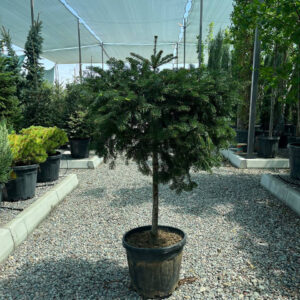 Пихта Нордмана