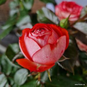 Роза «Pompeji»