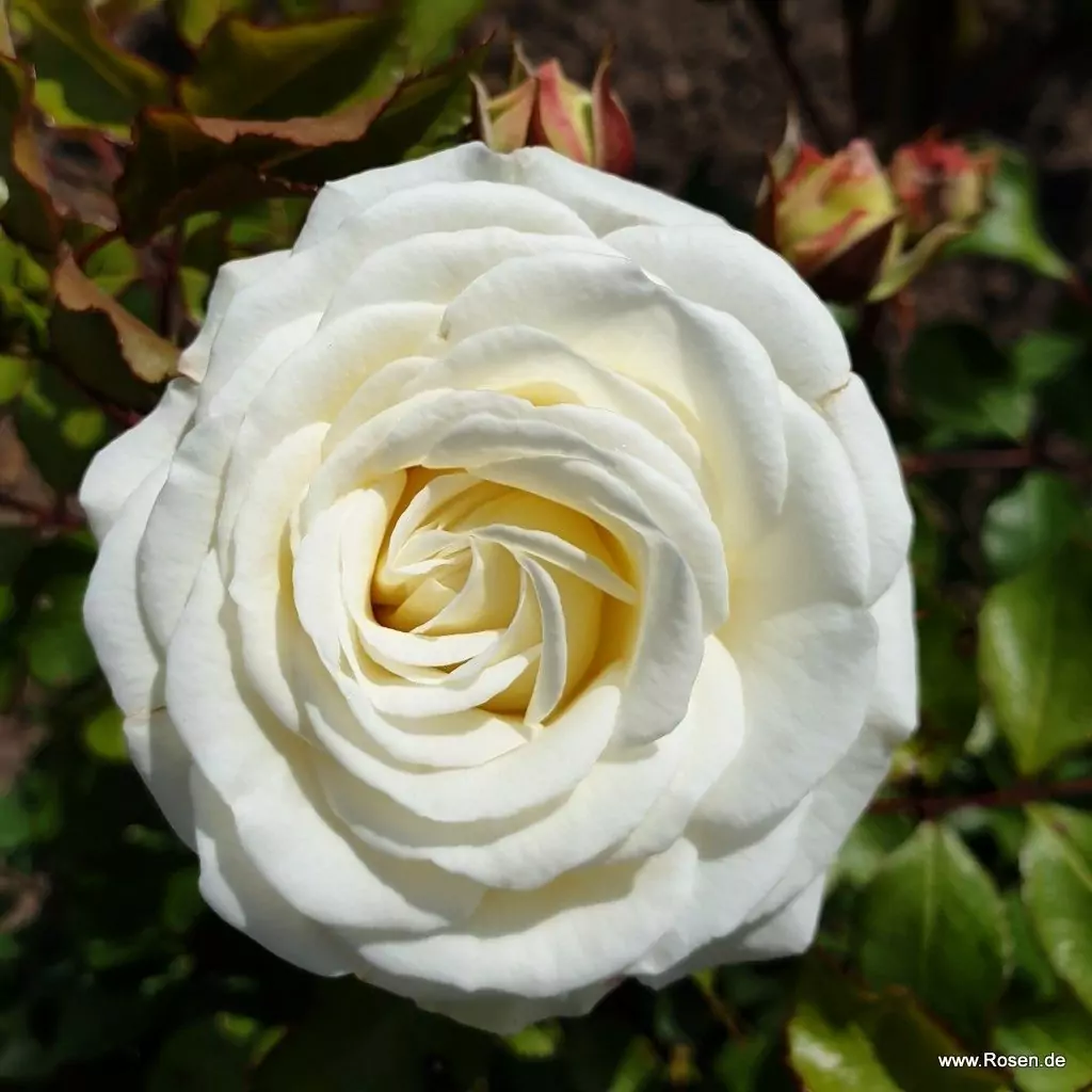 schneekuesschen_5_1920x1920