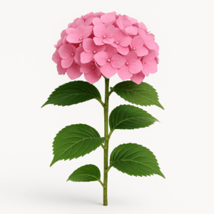 Гортензия крупнолистная