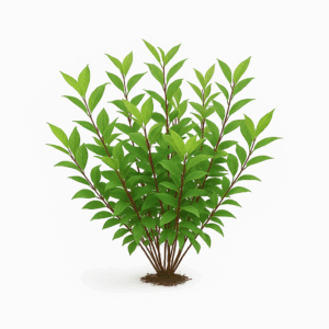 Дерен шёлковистый «Келси»