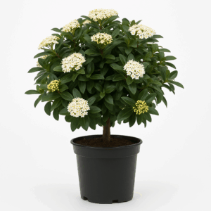 Калина лавролистная шарообразная